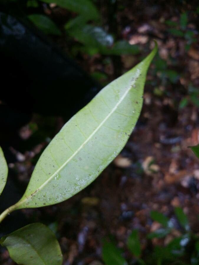 Bonafousia disticha leaf
