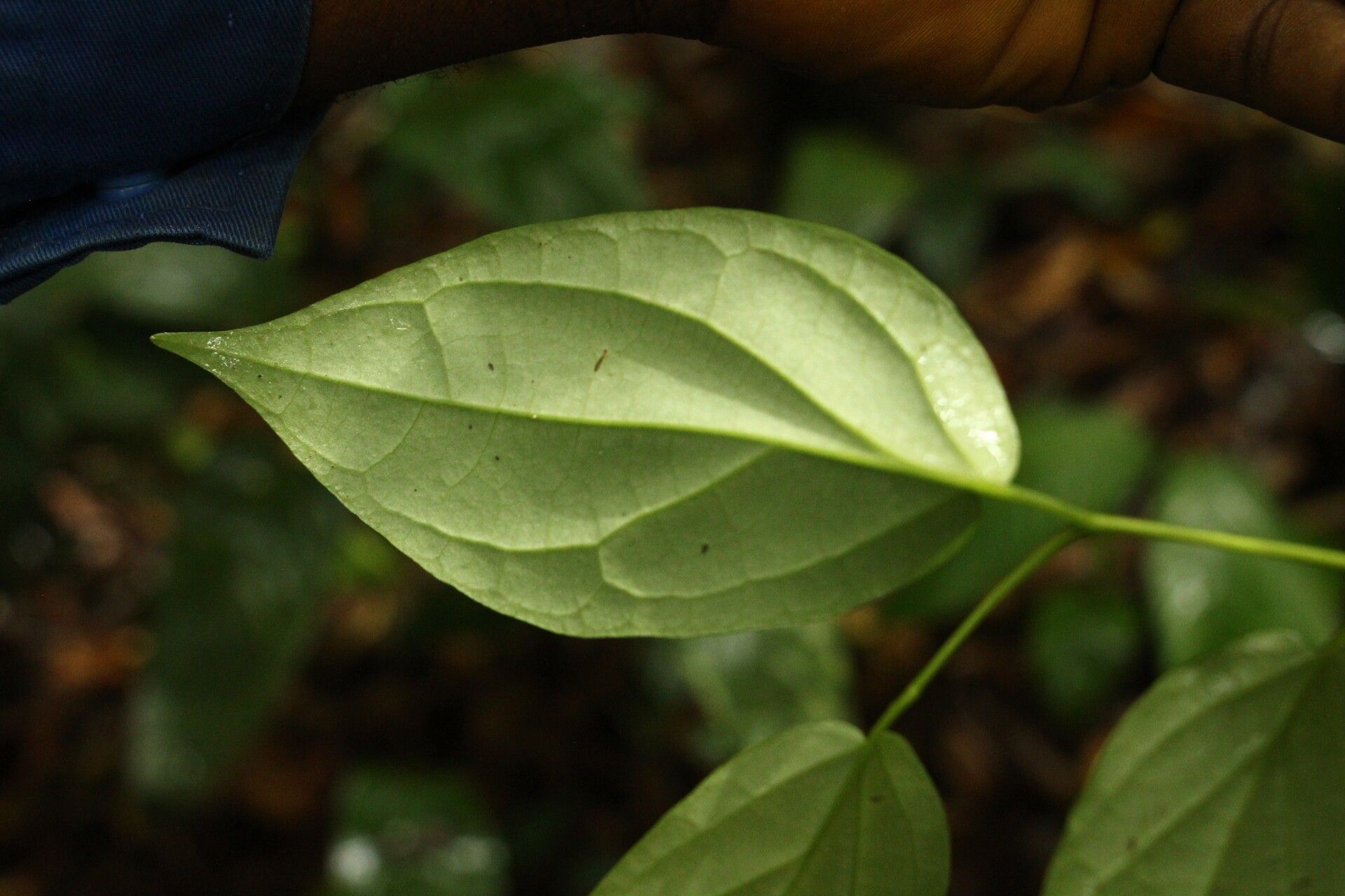 Piper guineense leaf