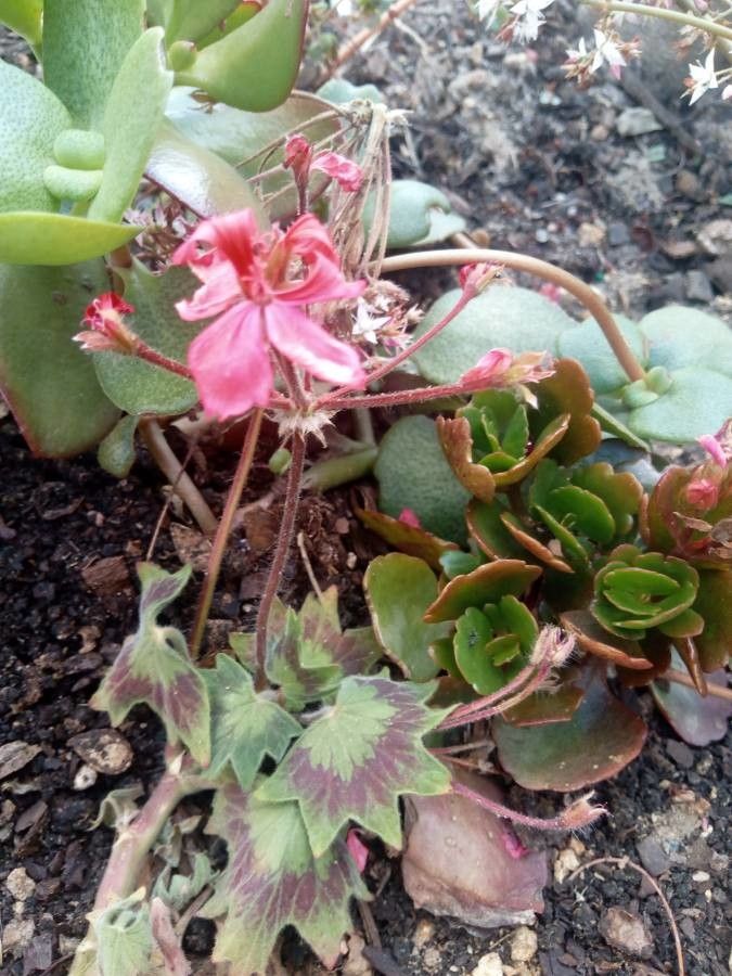 Pelargonium spp. flower