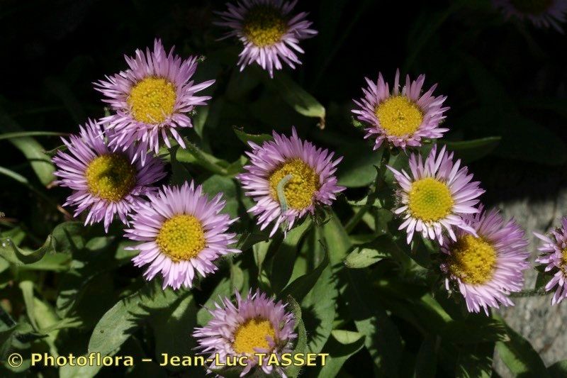 Erigeron paolii flower