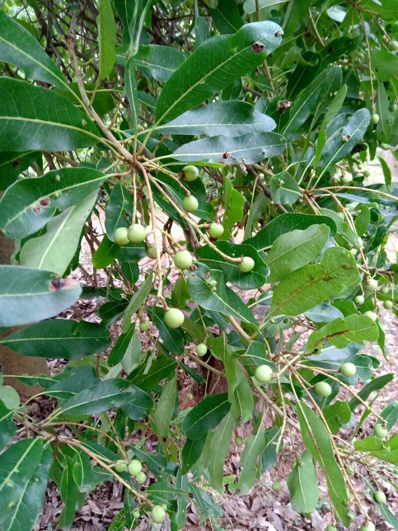 Buchanania arborescens fruit