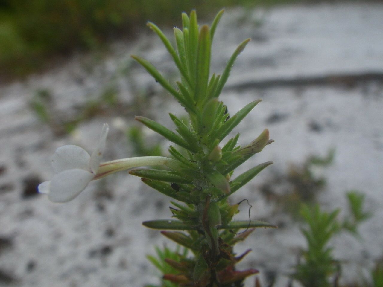 Gratiola hispida leaf
