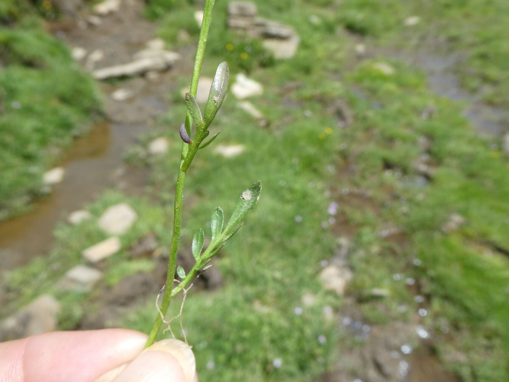 Cardamine crassifolia bark