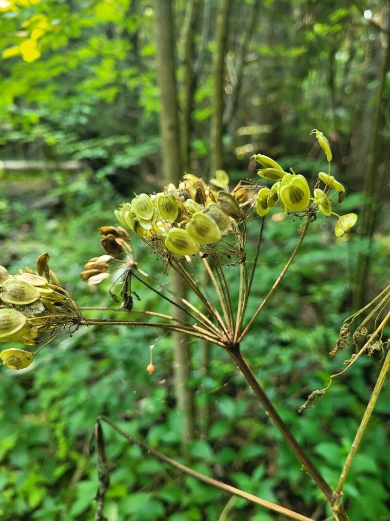 Heracleum lanatum fruit