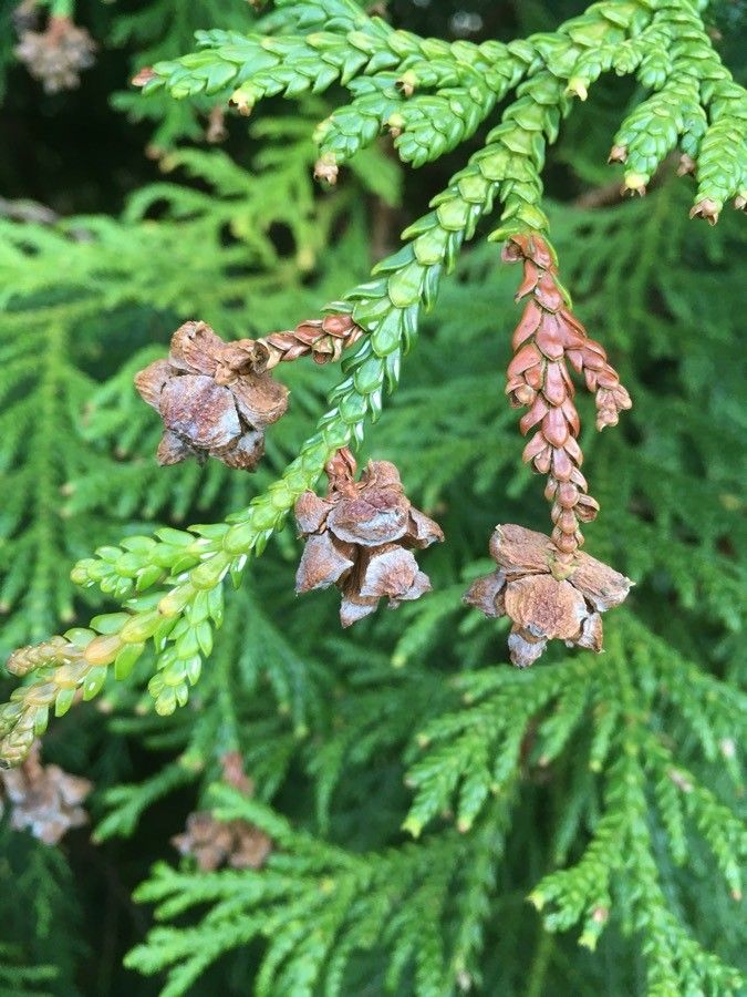 Thujopsis dolabrata fruit