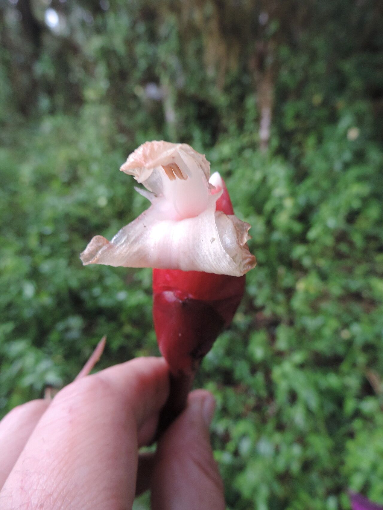 Aframomum wuerthii flower