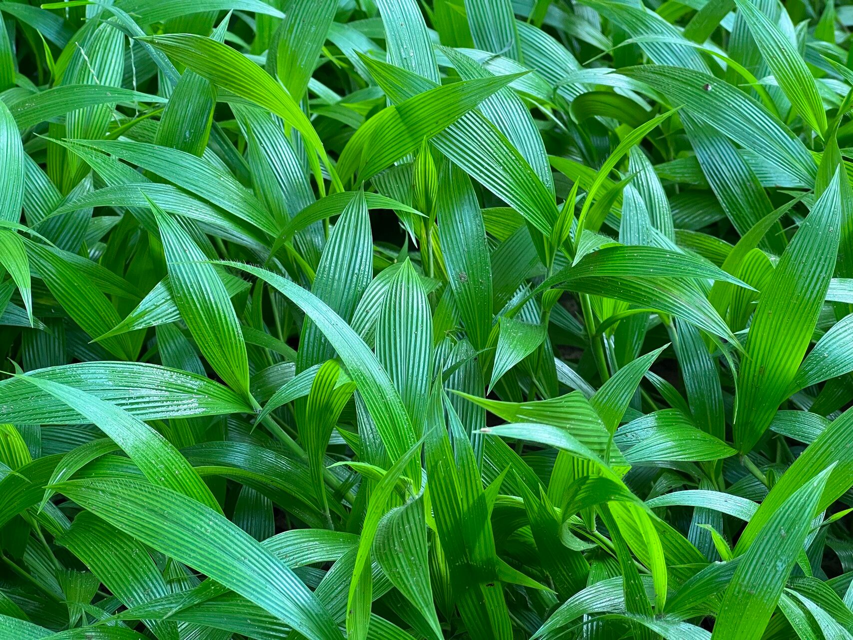 Setaria homonyma leaf