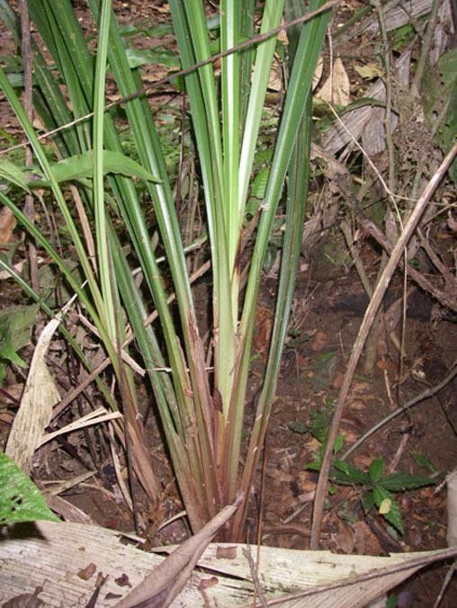 Cyperus costaricensis habit