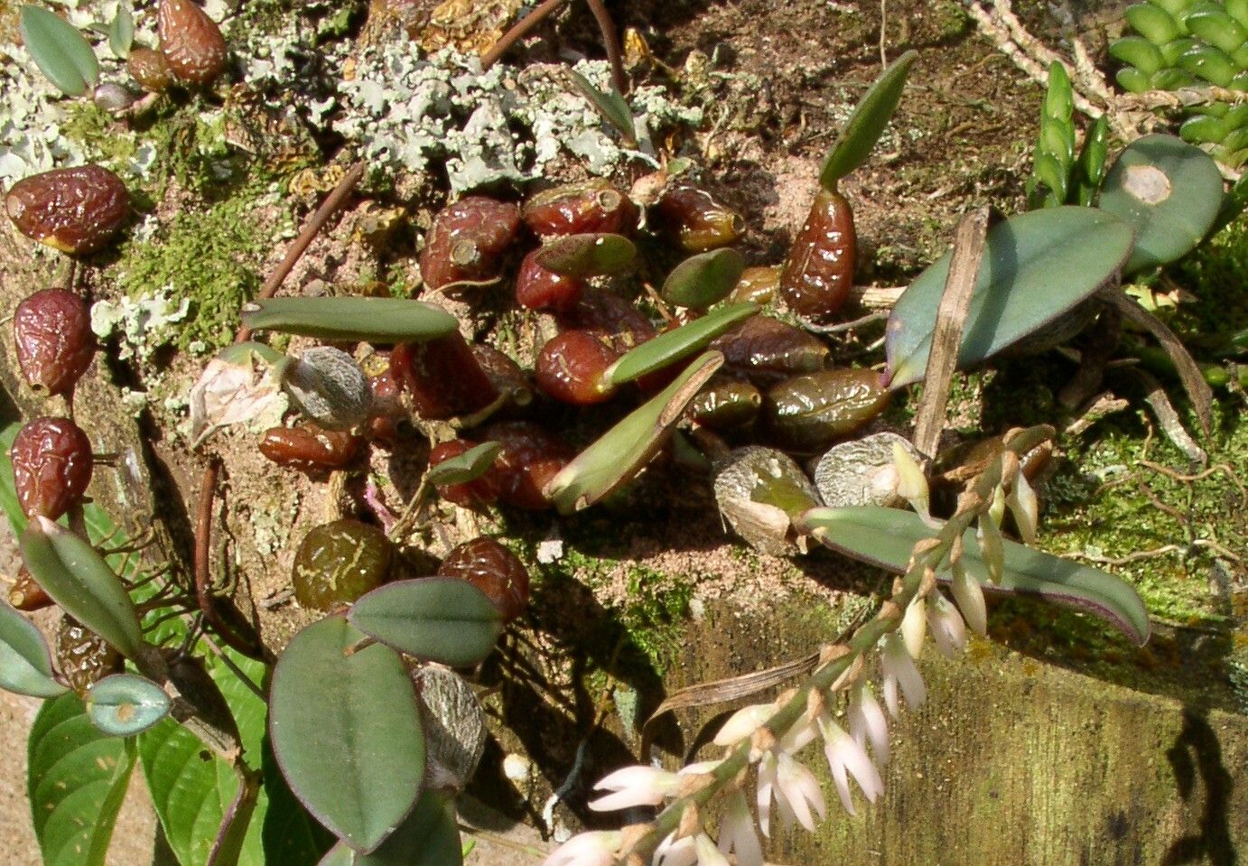 Bulbophyllum oxychilum habit
