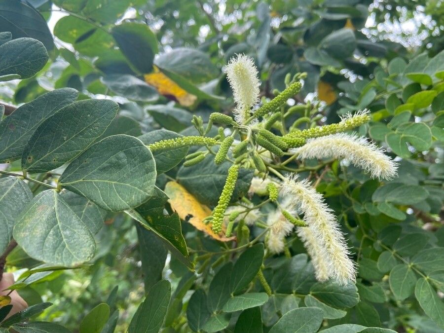 Mimosa caesalpiniifolia flower