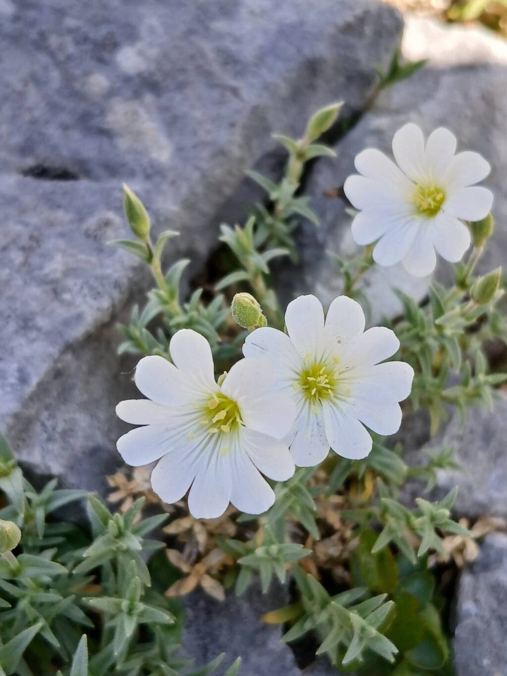 Cerastium supramontanum flower