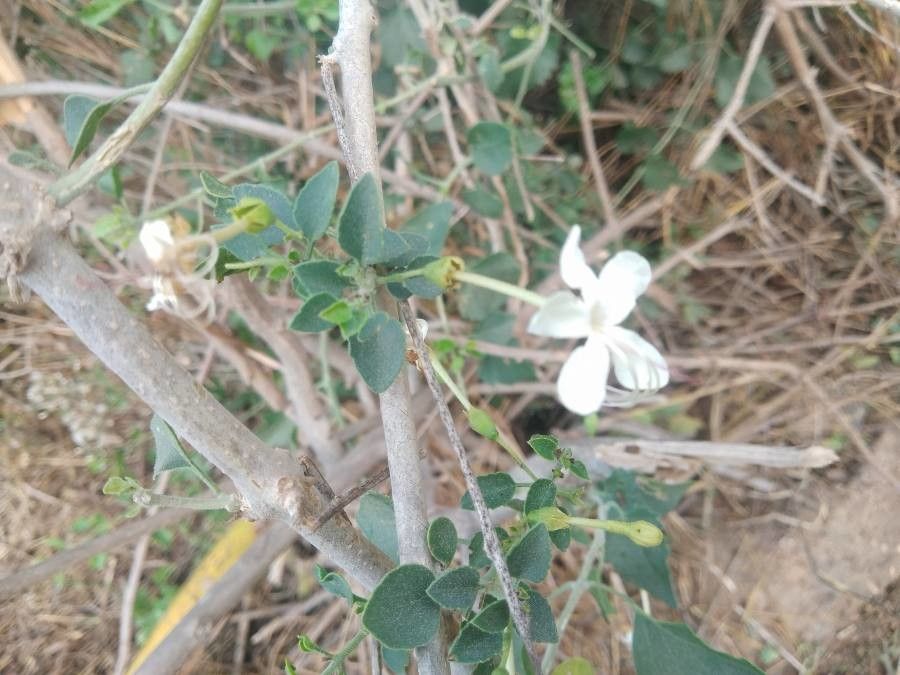 Clerodendrum phlomidis flower