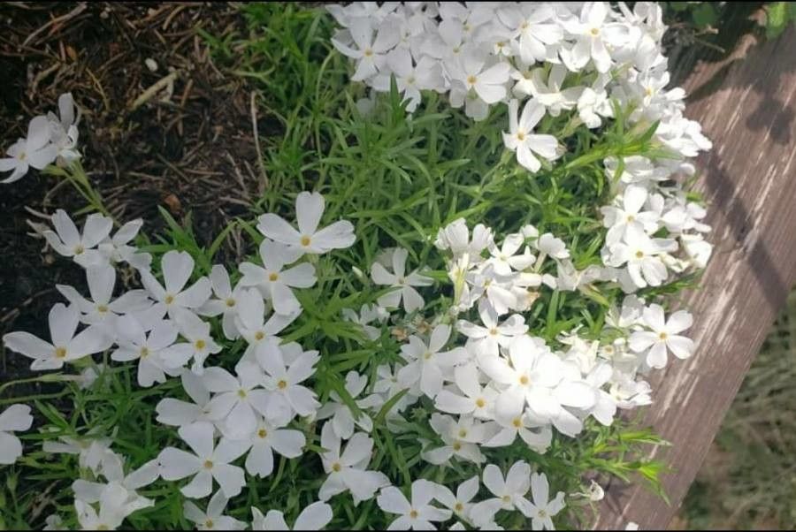 Phlox austromontana flower
