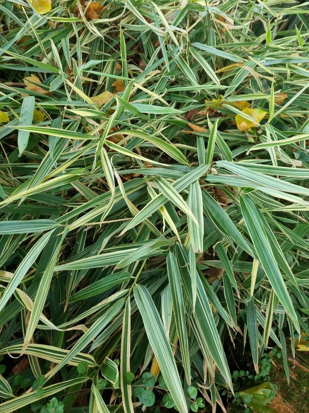 Sasaella masamuneana leaf