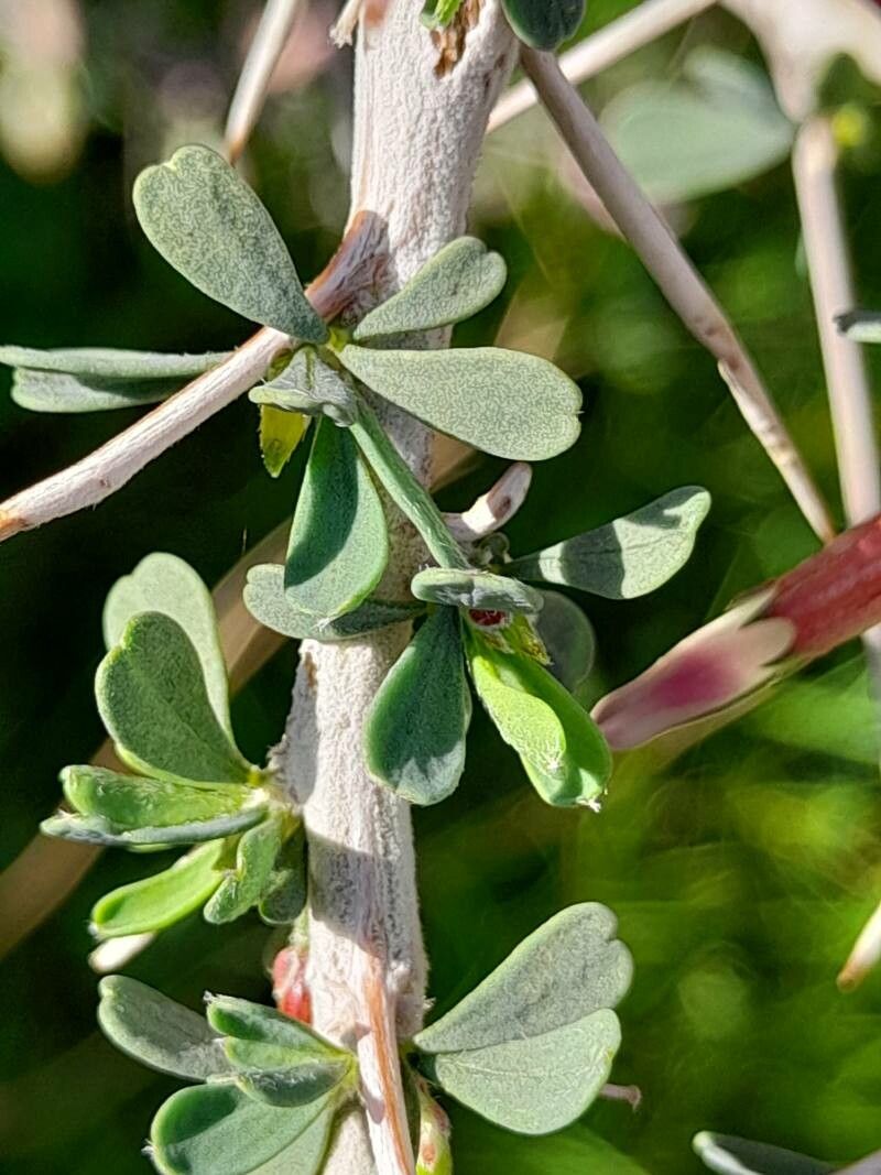 Astragalus fasciculifolius leaf