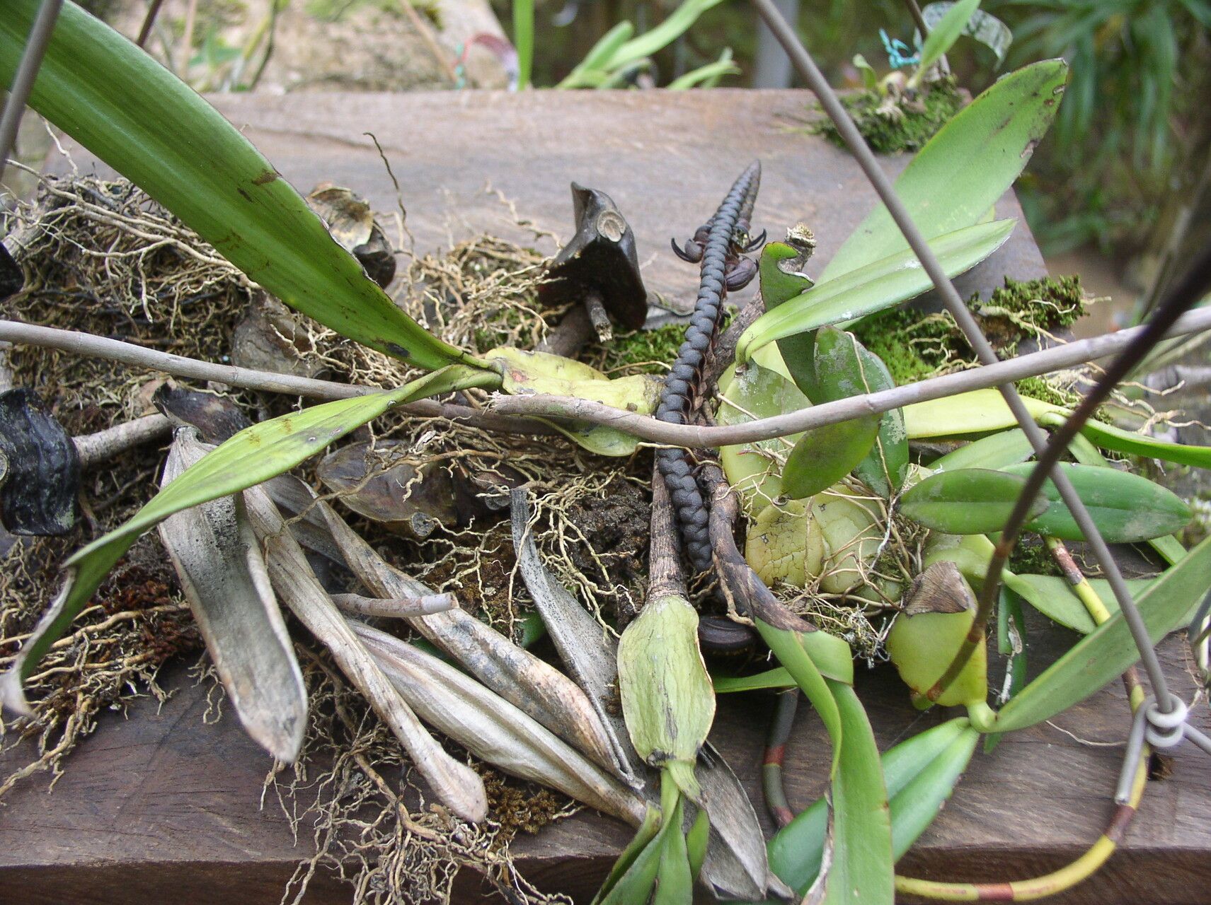 Bulbophyllum imbricatum habit