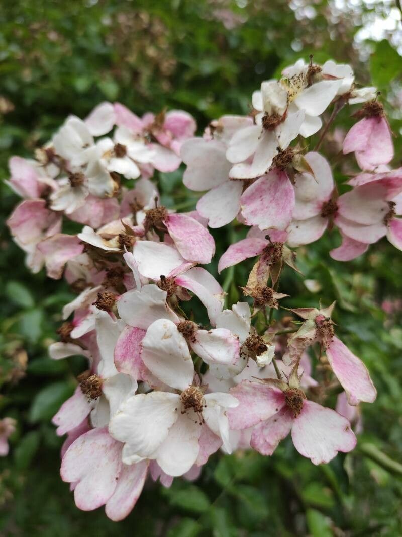 Rosa longicuspis flower