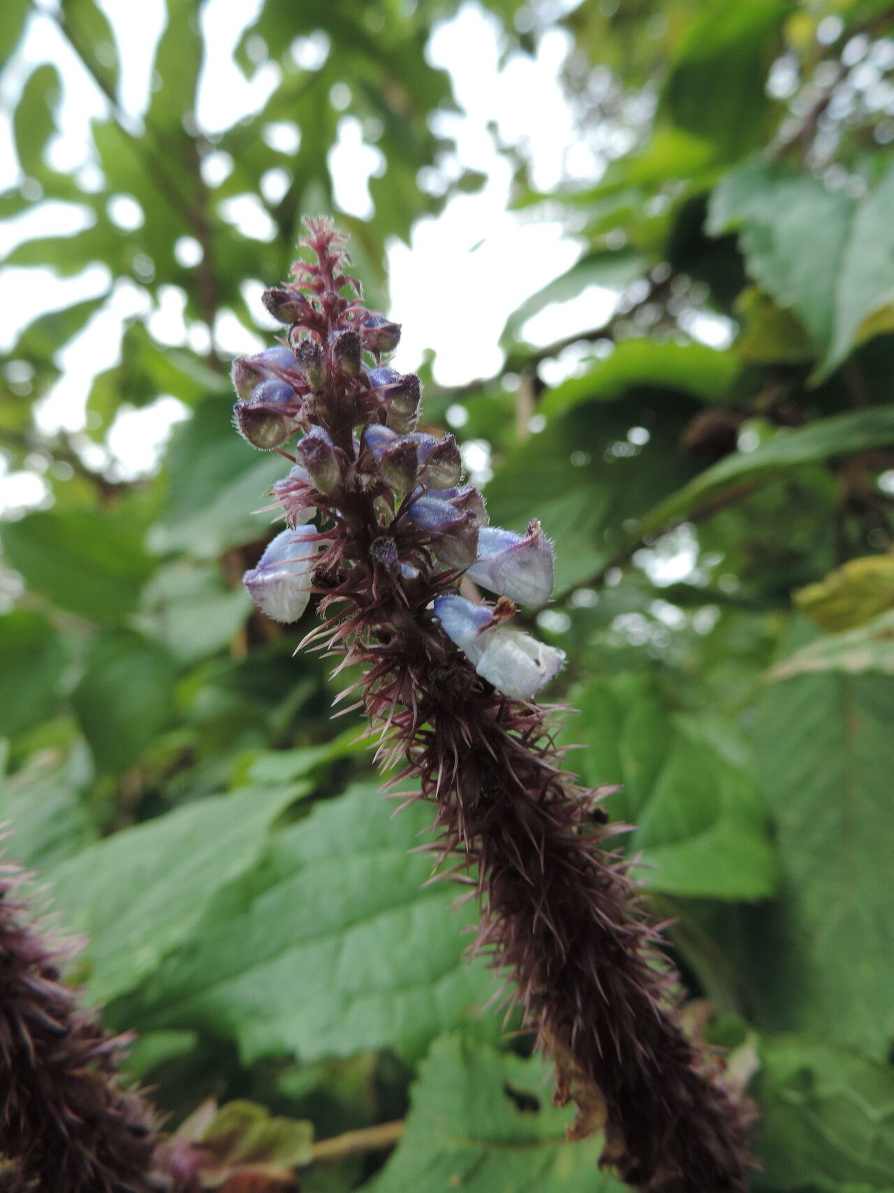 Coleus goetzenii flower