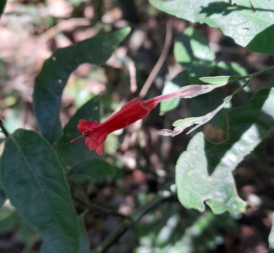 Ruellia angustiflora flower
