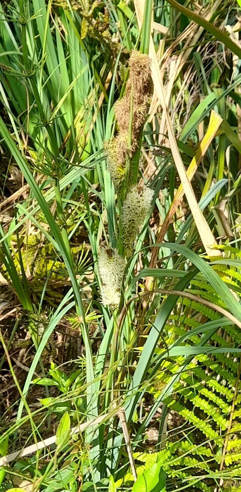 Carex chilensis habit