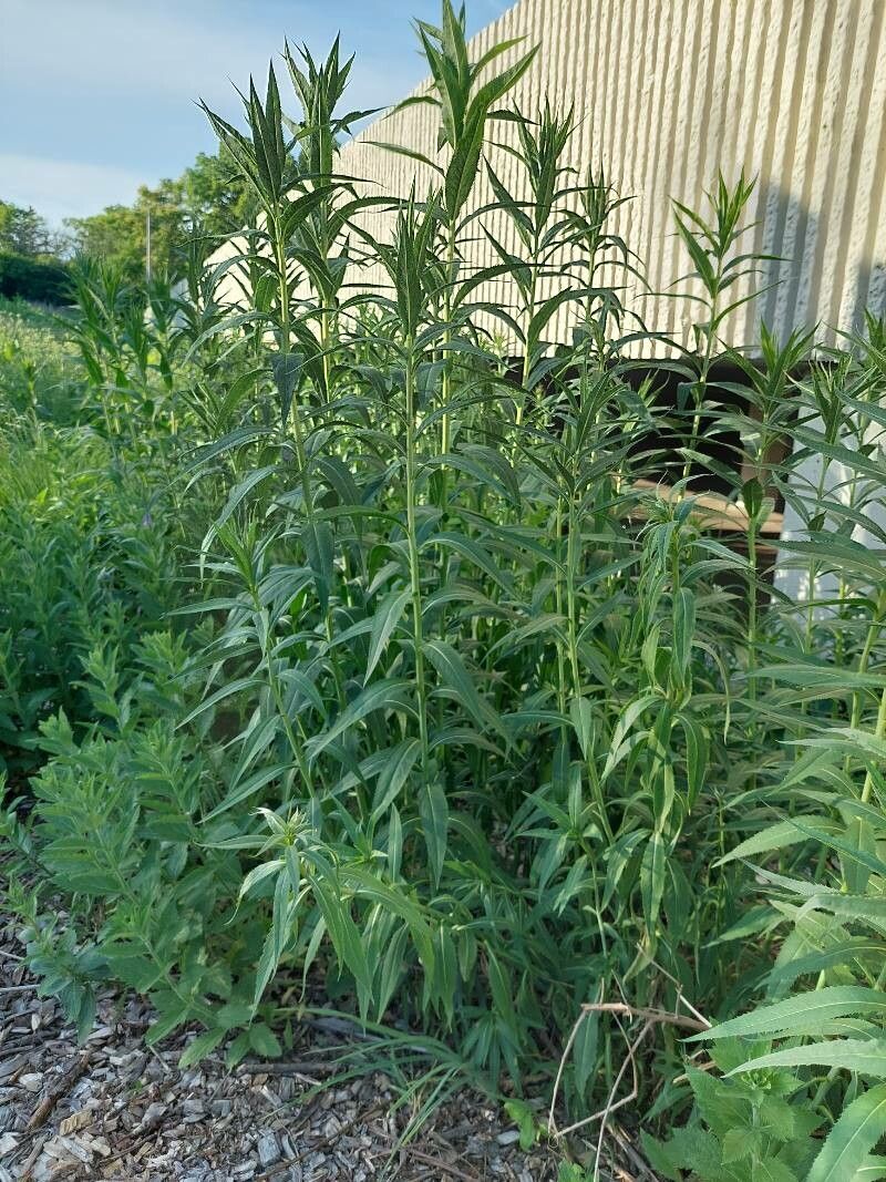 Vernonia fasciculata habit