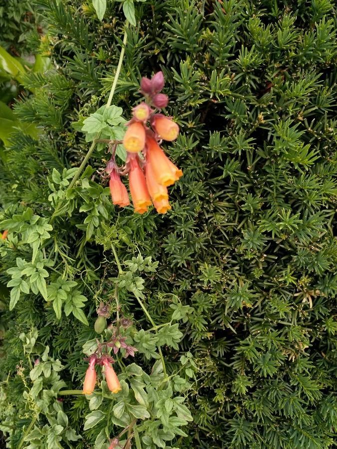 Eccremocarpus scaber flower