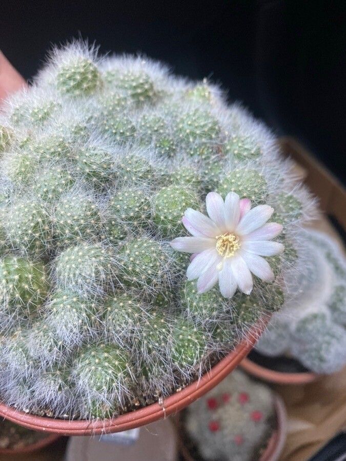 Rebutia pulvinosa — houseplant care guide