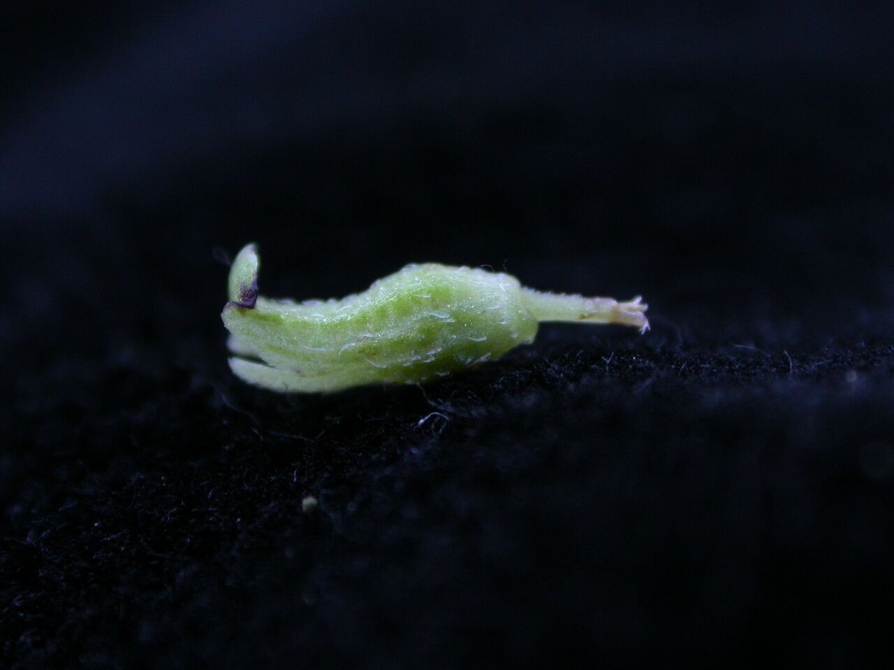 Platostoma coloratum fruit