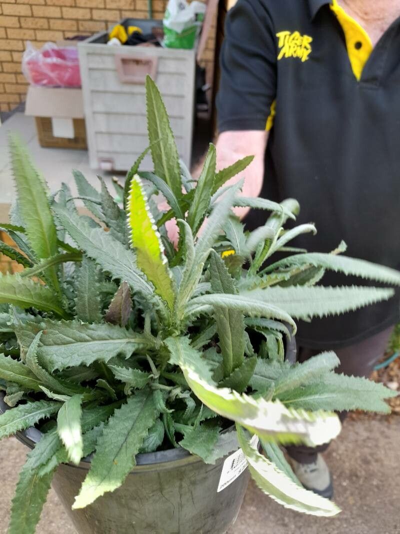 Senecio minimus — search result for 'Senecio'