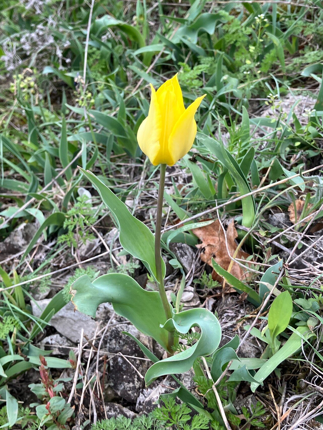 Tulipa hungarica — search result for 'Tulipa'