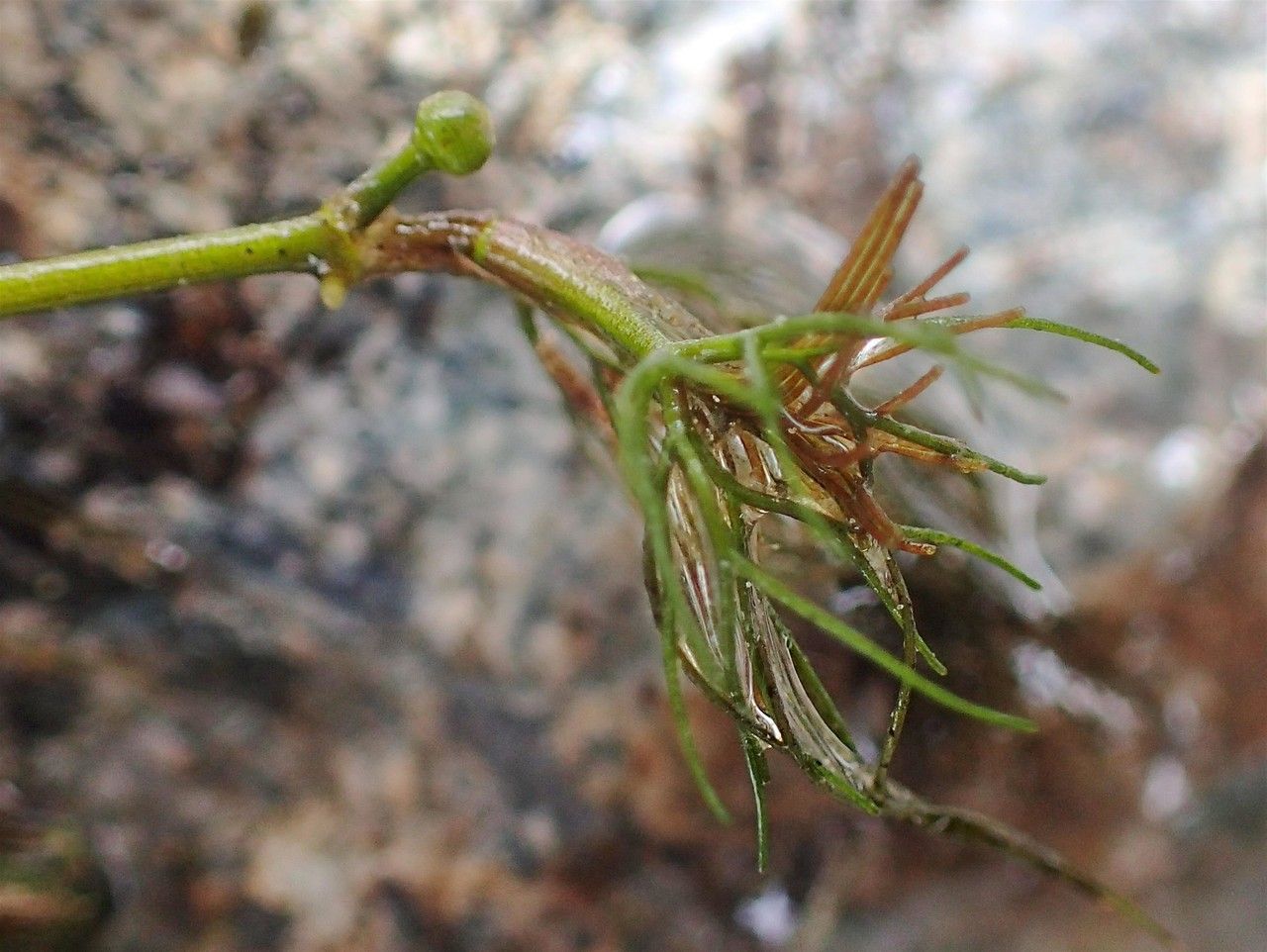 Ranunculus trichophyllus fruit