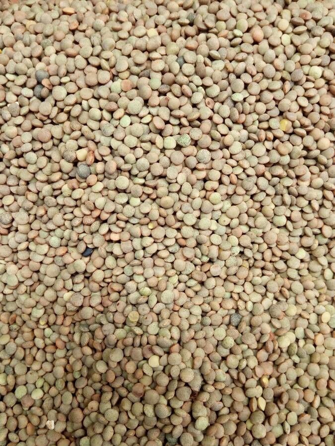 Lens culinaris fruit