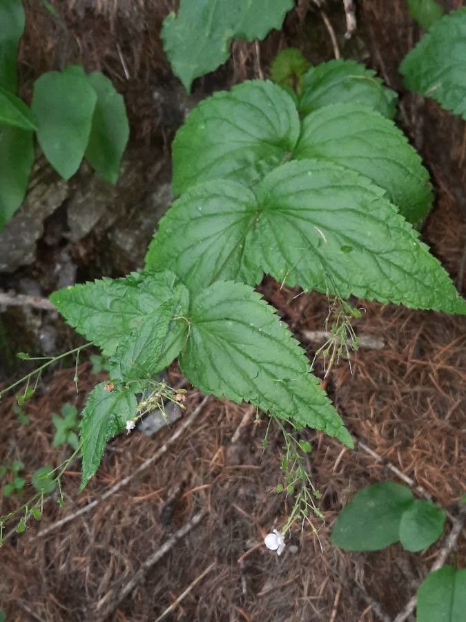 Veronica urticifolia leaf