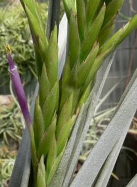 Tillandsia capistranoensis — houseplant care guide