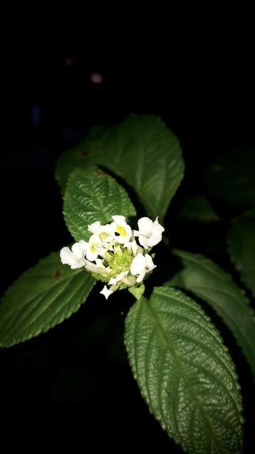 Lantana canescens flower