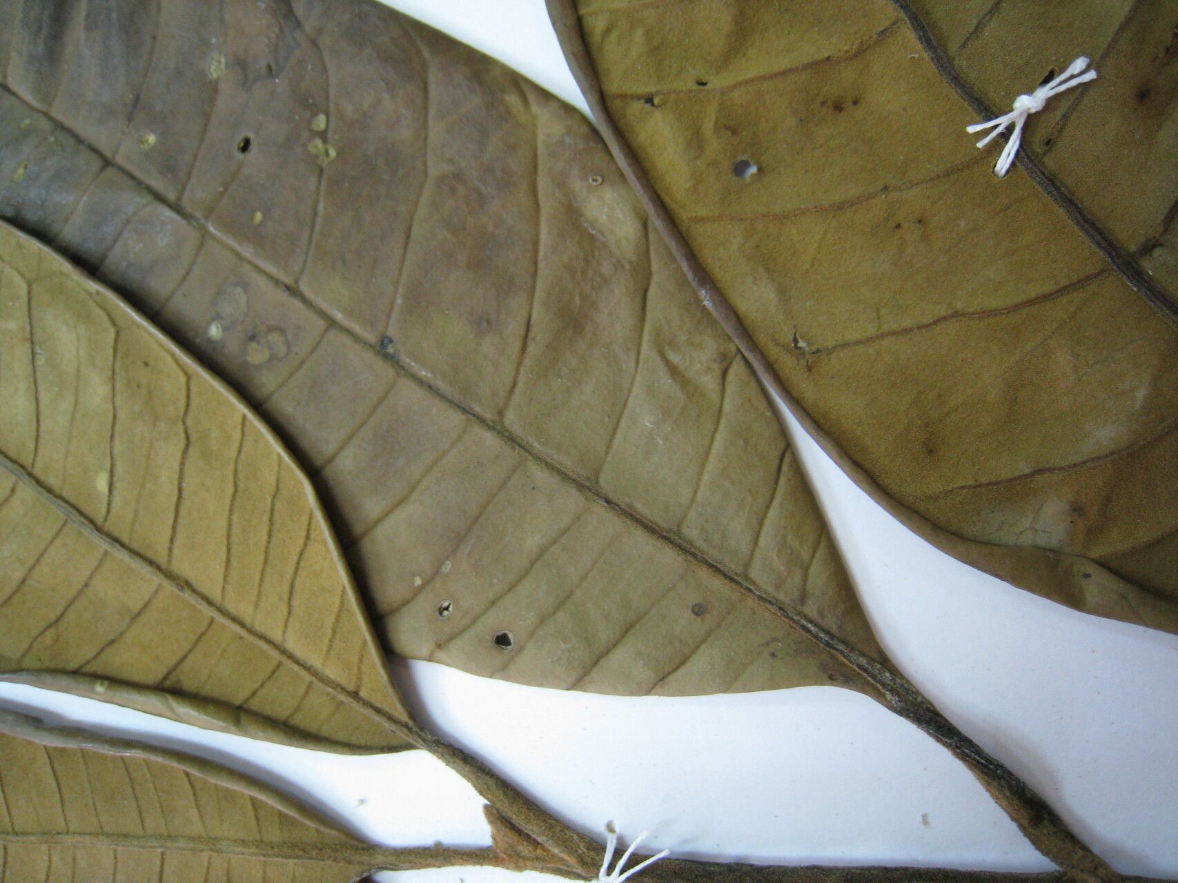 Aspidosperma carapanauba other