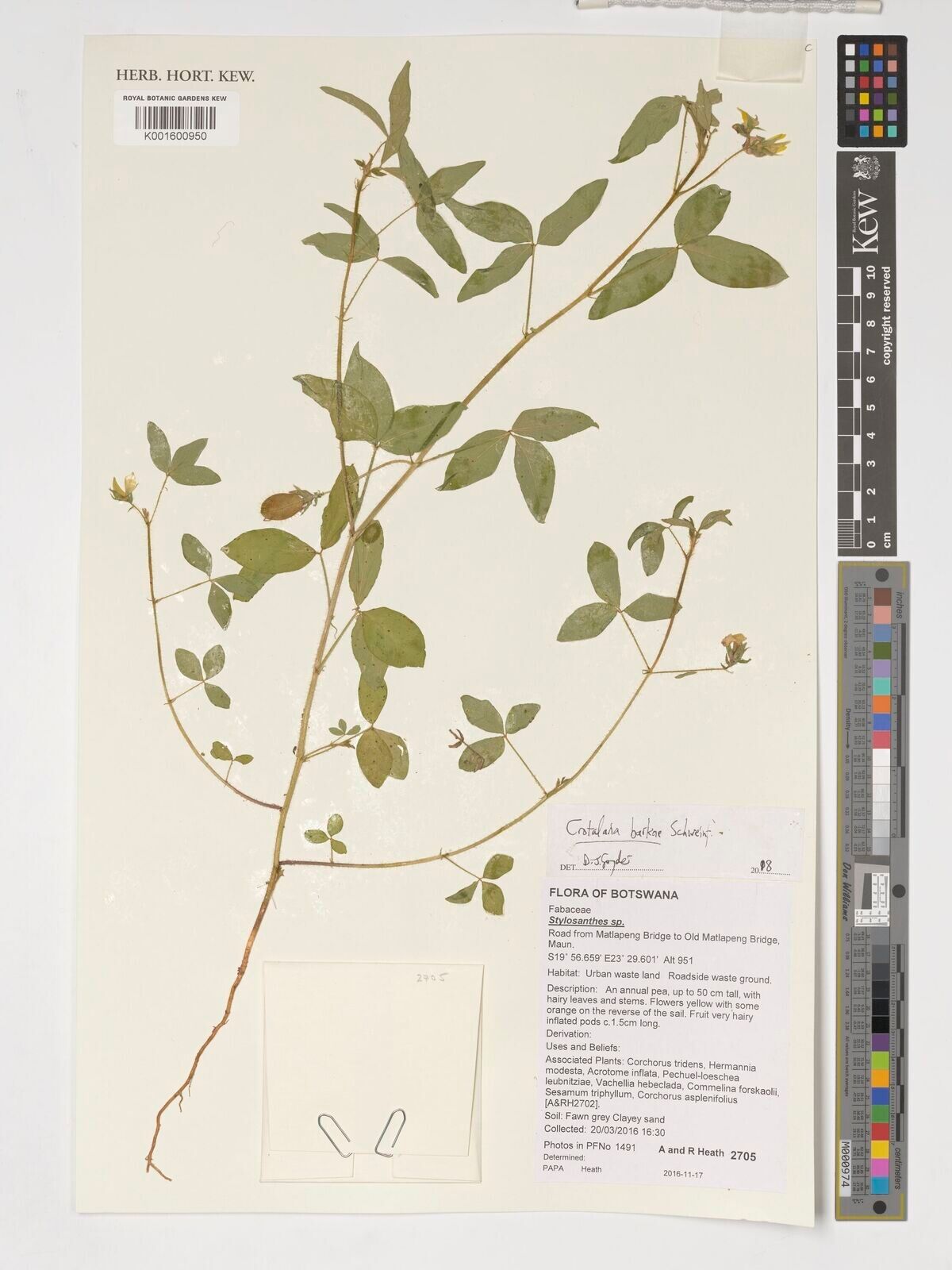 Crotalaria barkae — houseplant care guide