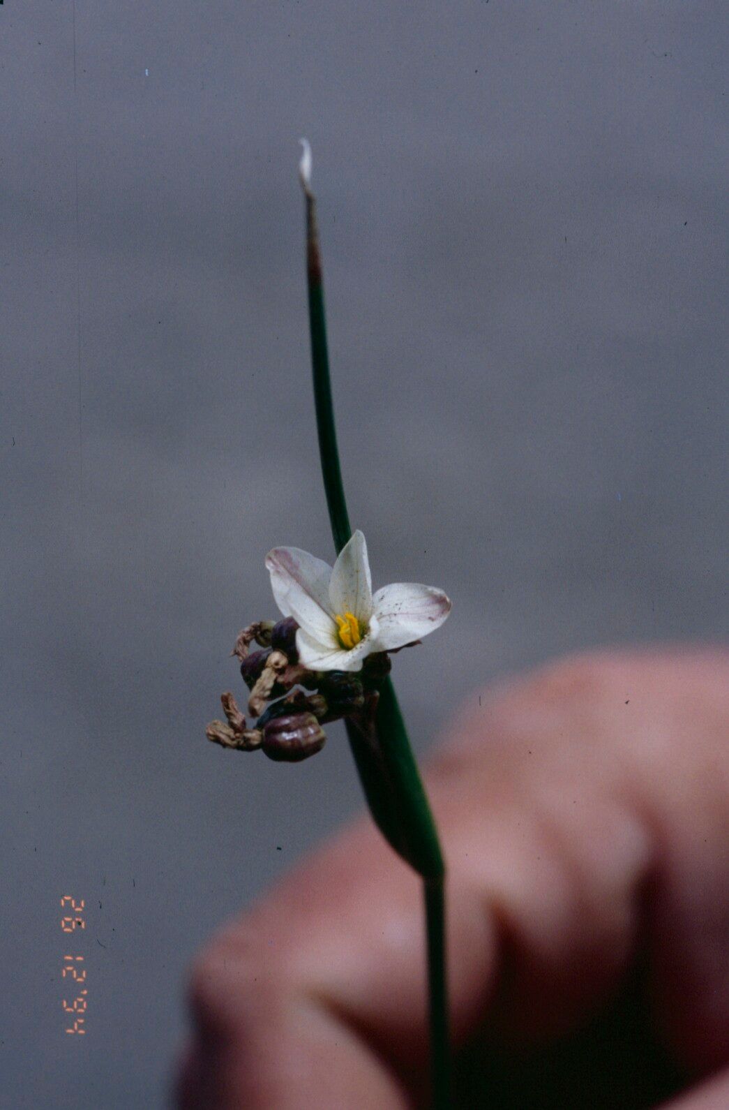 Olsynium junceum flower