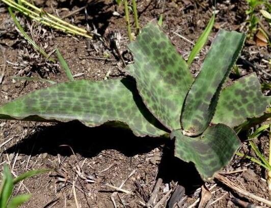Ledebouria floribunda
