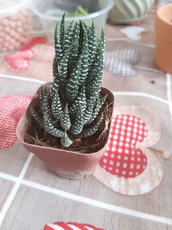 Haworthia reinwardtii leaf