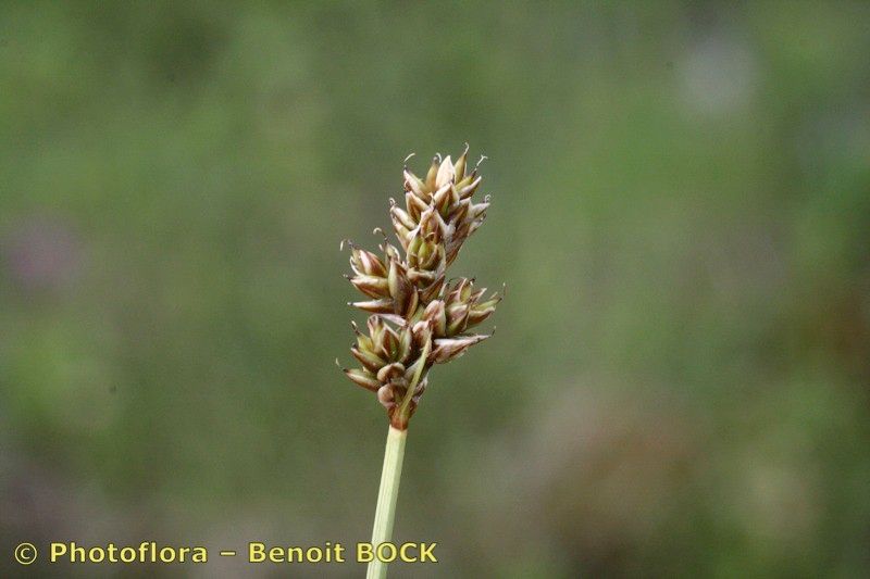 Carex heleonastes fruit