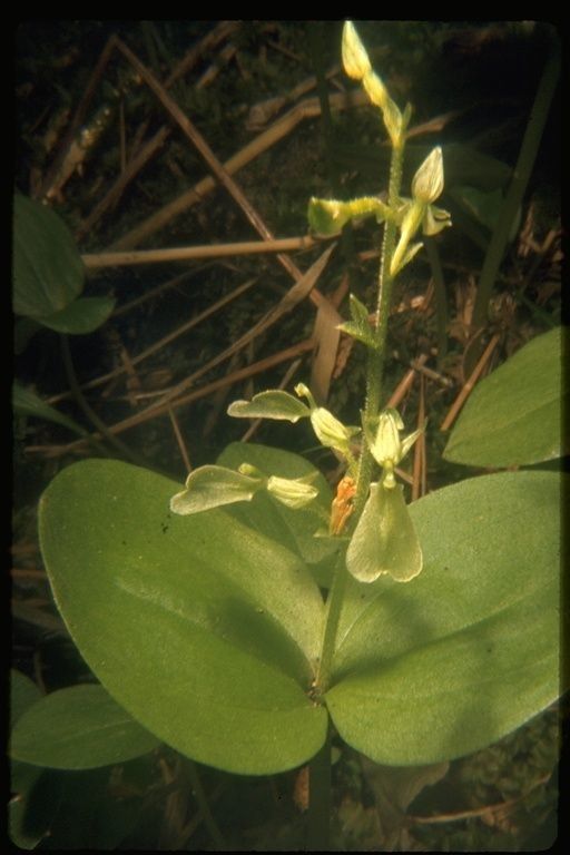Neottia convallarioides habit