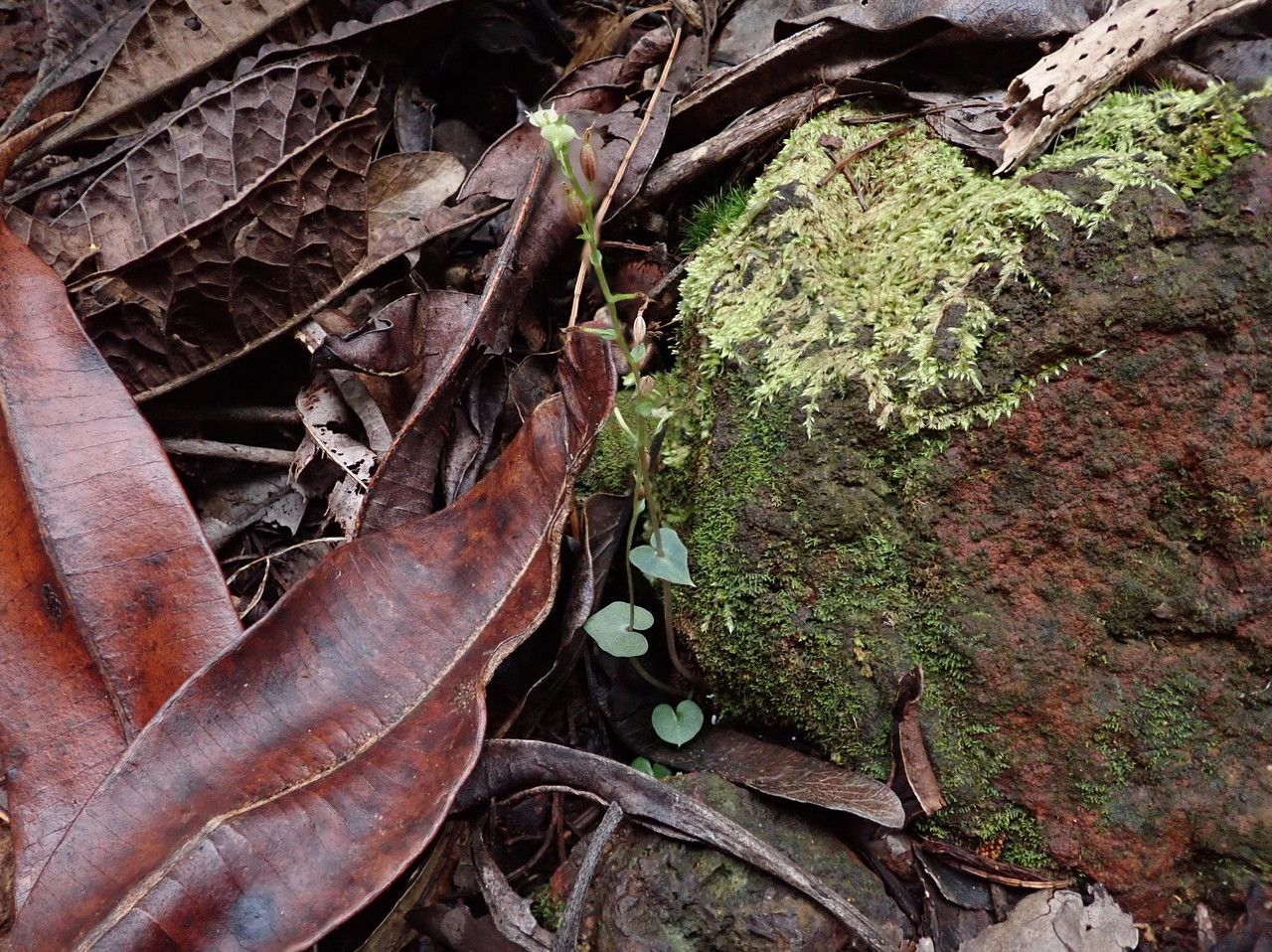 Acianthus elegans habit