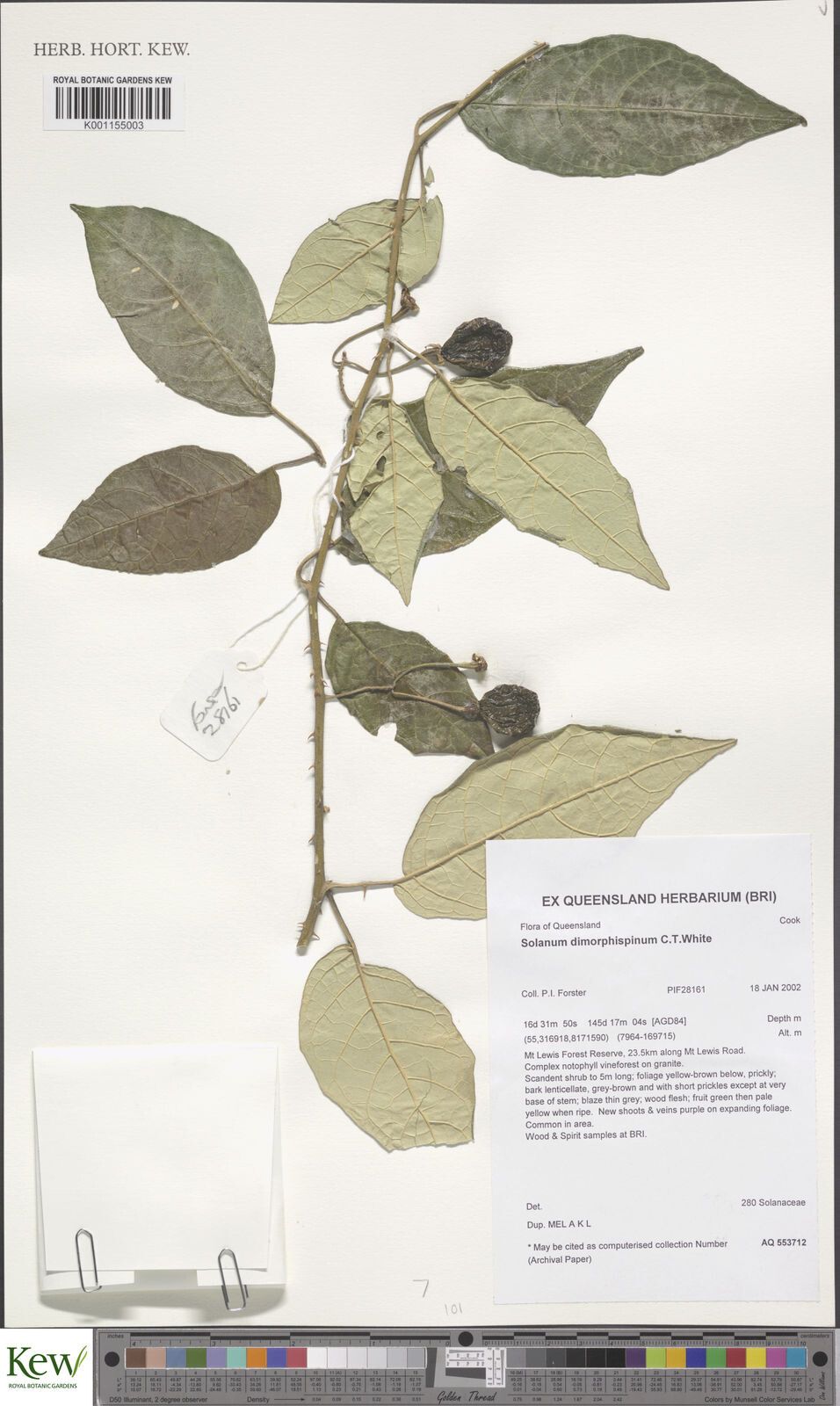 Solanum dimorphispinum — houseplant care guide