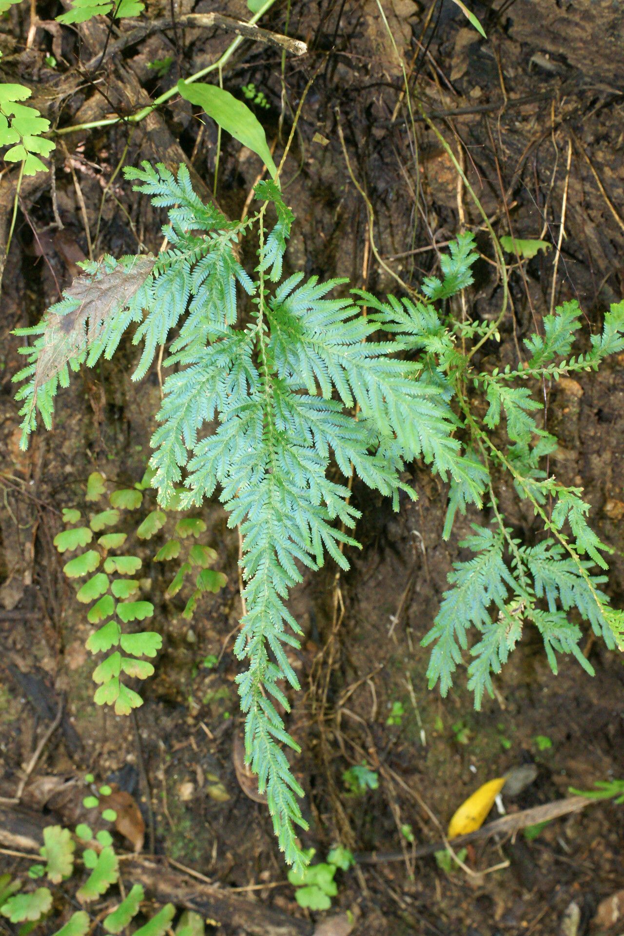 Selaginella pervillei — houseplant care guide