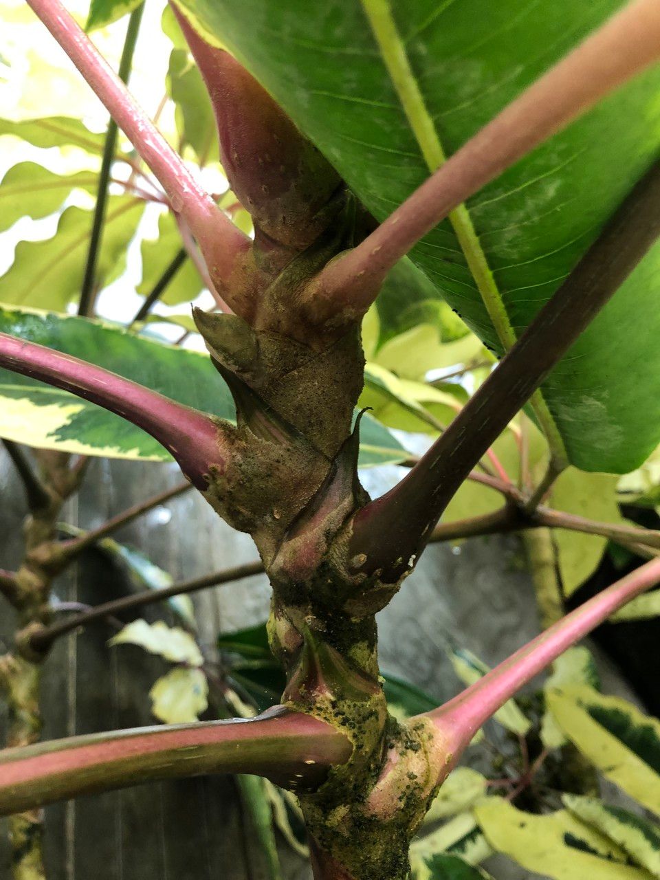 Schefflera pueckleri cv. 'Variegata' bark