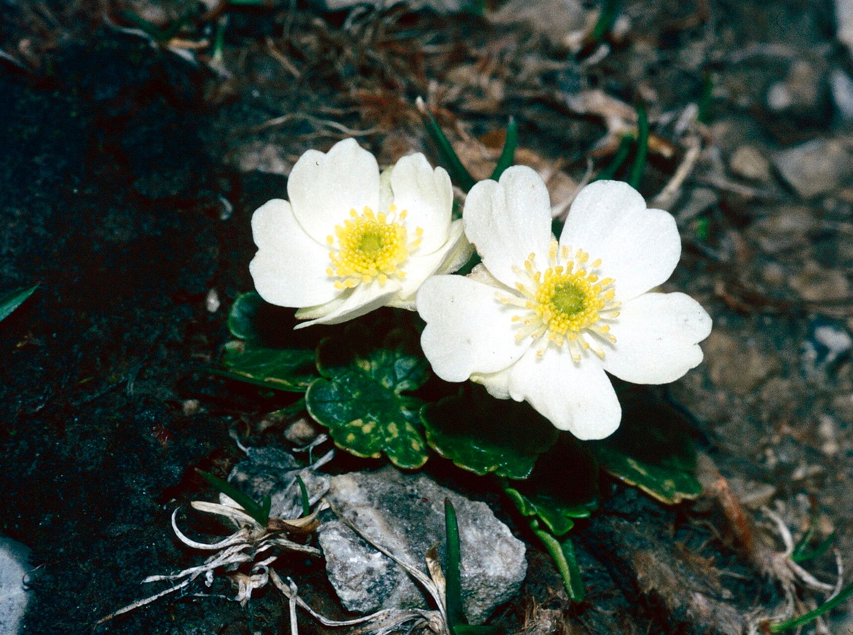Ranunculus bilobus — houseplant care guide