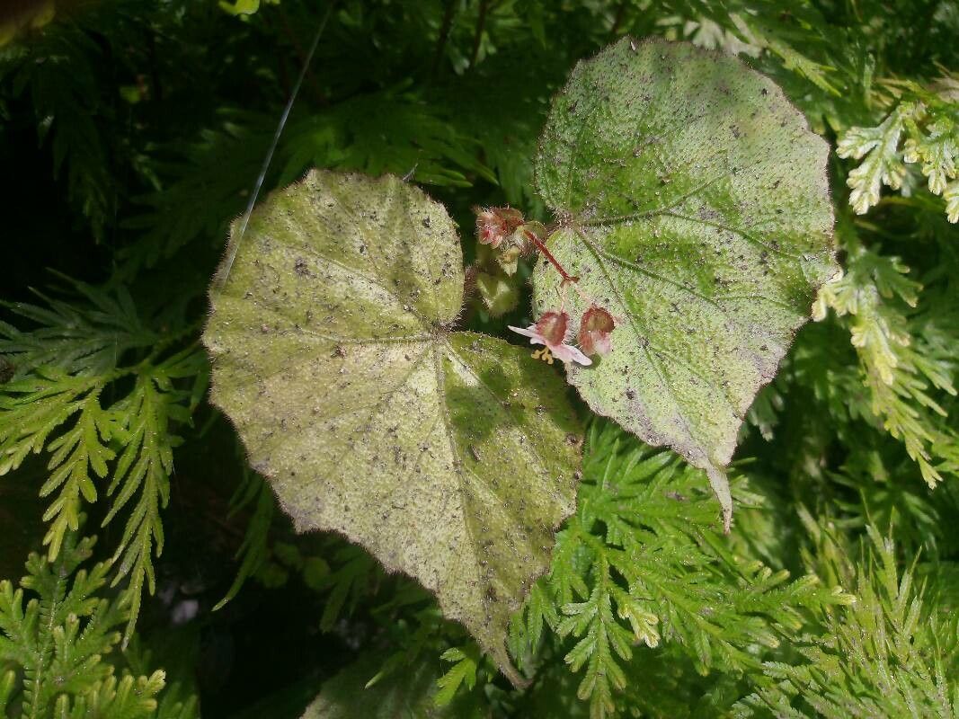 Begonia postarii leaf
