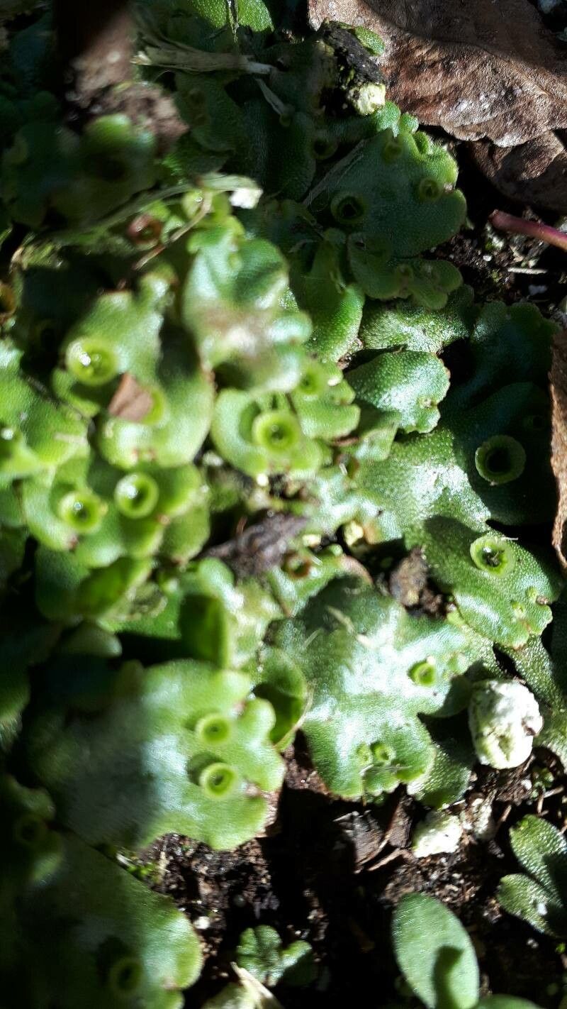 Trichomanes membranaceum habit