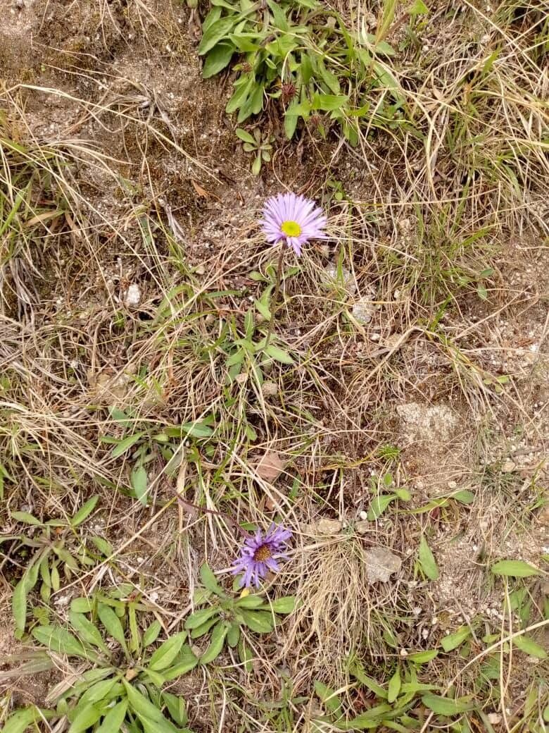 Erigeron multiradiatus — search result for 'Afghanistan'
